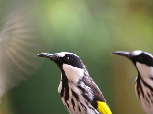 White-cheeked Honeyeater